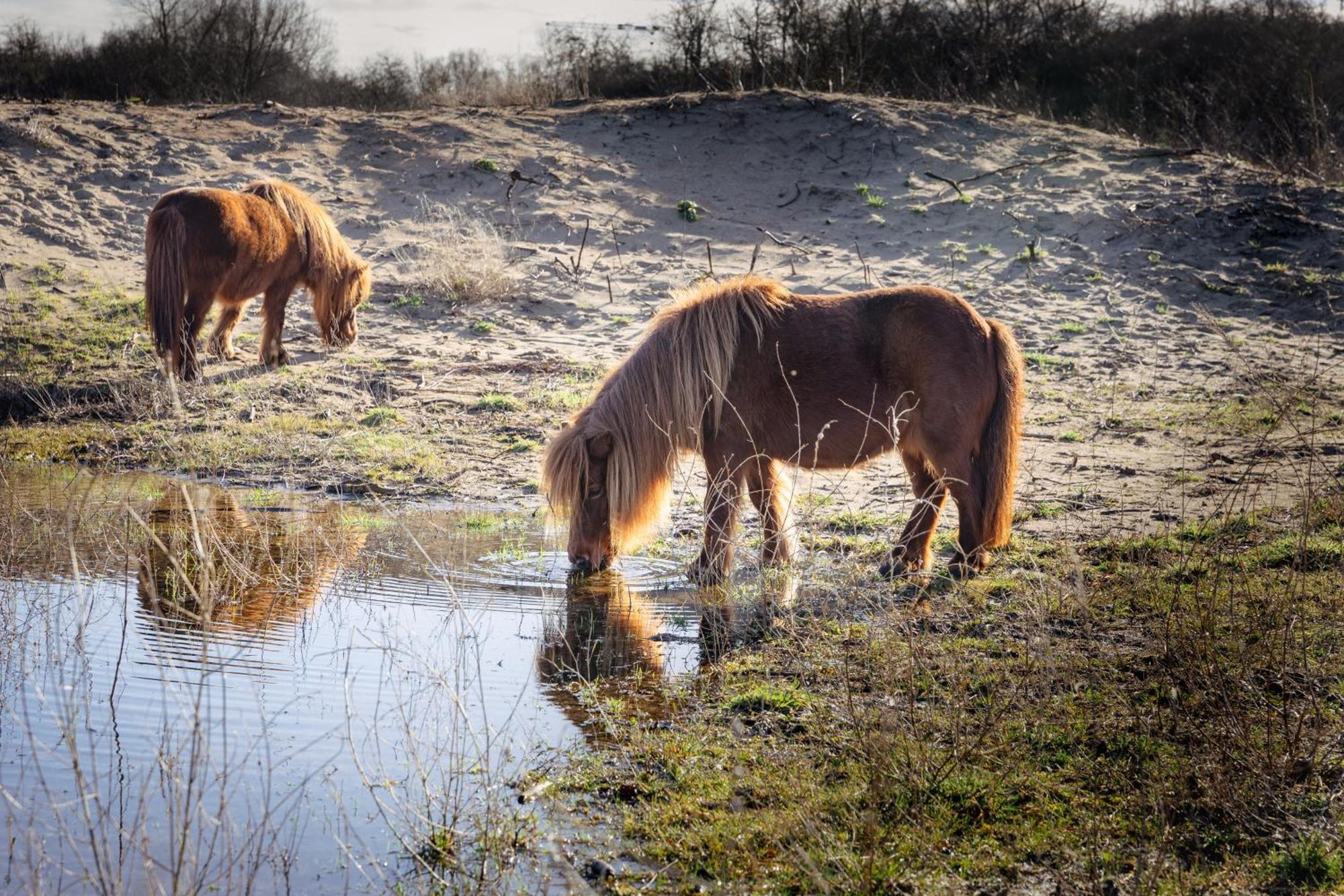 Dune Nieuwpoort